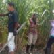 FOTO: Tim PSKA di lahan Tebu Desa Banyu Putih Lor Kecamatanan Jatiroto.