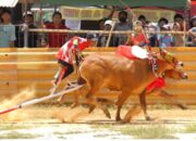 Persaingan Sengit di Lapangan Giling, Ini Deretan Pemenang Karapan Sapi 2025