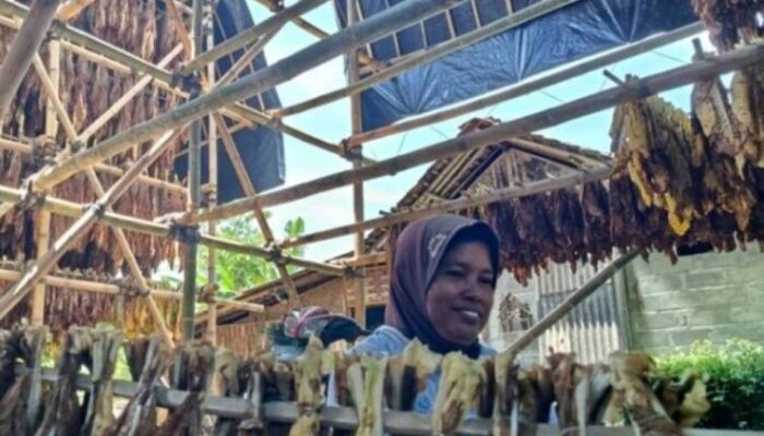 Alokasikan DBHCHT 1,9 Miliar Rupiah untuk Kelompok Rentan Buruh Tembakau di Lumajang