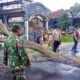 Respons Cepat, Pamapta Polres Tangani Pohon Tumbang di jalan Raya Gapura Sumenep