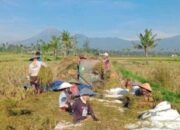 P3NA Jawa Timur Himbau Petani Padi Untuk Tunda Tanam