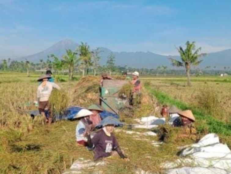 P3NA Jawa Timur Himbau Petani Padi Untuk Tunda Tanam