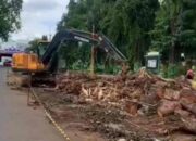 Penebangan Pohon di Taman Adipura Picu Amarah Publik, Pemkab Sumenep Harus Bertanggungjawab