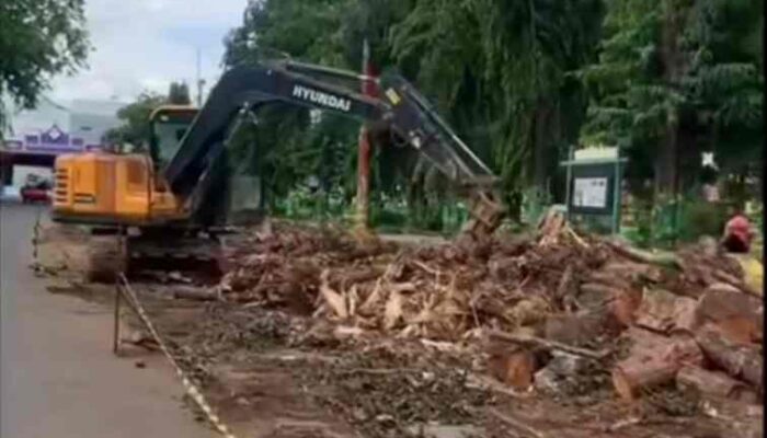 Penebangan Pohon di Taman Adipura Picu Amarah Publik, Pemkab Sumenep Harus Bertanggungjawab