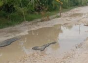 Jalur Vital Batang Batang–Batu Putih Hancur Total, Bupati Sumenep Hanya Menonton