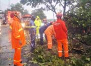 BPBD Sampang Cepat Tangani Pohon Tumbang di Camplong