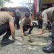 Peduli Keselamatan, Polresta Banyuwangi Laksanakan Tambal Jalan Berlubang
