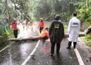 Respon Cepat Polsek Glagah dan BPBD Evakuasi Pohon Tumbang