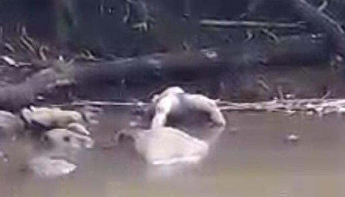 Mayat Tangan Terikat Gegerkan Warga Jabung Malang