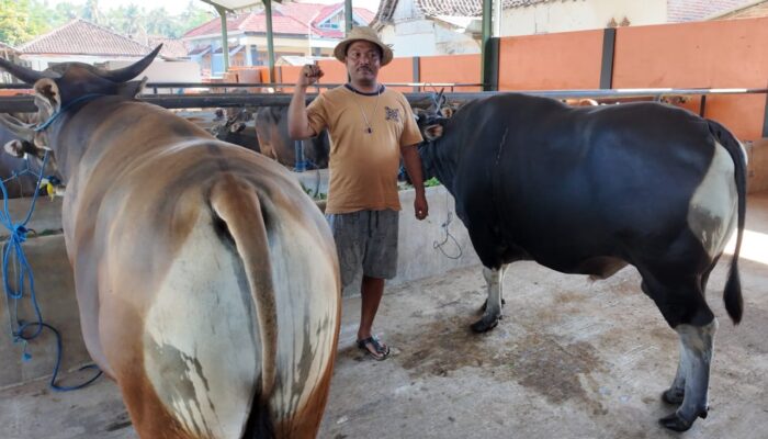 Jelang Idul Adha ,UD. Amelia Siapkan Sapi Sehat Dan Berkwalitas