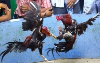 Sabung Ayam di Batuputih Bebas dari CCTV Aparat Penegak Hukum