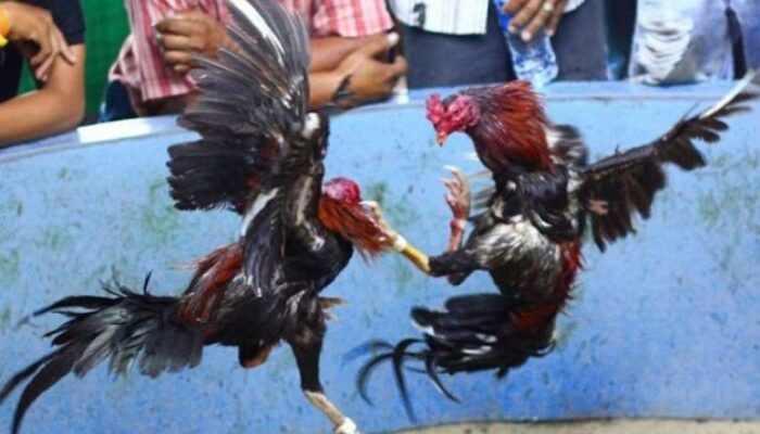 Sabung Ayam di Batuputih Bebas dari CCTV Aparat Penegak Hukum