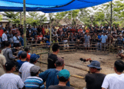 Diduga Kelabui Aparat, Sabung Ayam di Batuputih Dikemas Lomba Berhadiah Motor