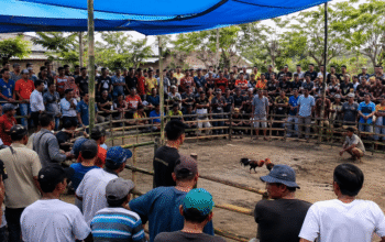Diduga Kelabui Aparat, Sabung Ayam di Batuputih Dikemas Lomba Berhadiah Motor