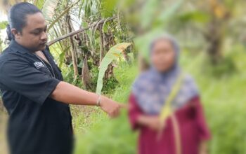 Marak Pencurian Janur di Banyuwangi Jadi Sorotan, LSM GMBI Desak Penegakan Perda Secara Tegas