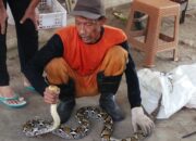 Pasca Kerja Bhakti, Warga Bangunsari Digegerkan Kemunculan Ular Piton di Bantaran Sungai