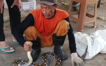 Pasca Kerja Bhakti, Warga Bangunsari Digegerkan Kemunculan Ular Piton di Bantaran Sungai
