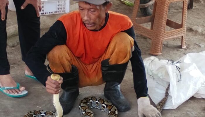 Pasca Kerja Bhakti, Warga Bangunsari Digegerkan Kemunculan Ular Piton di Bantaran Sungai