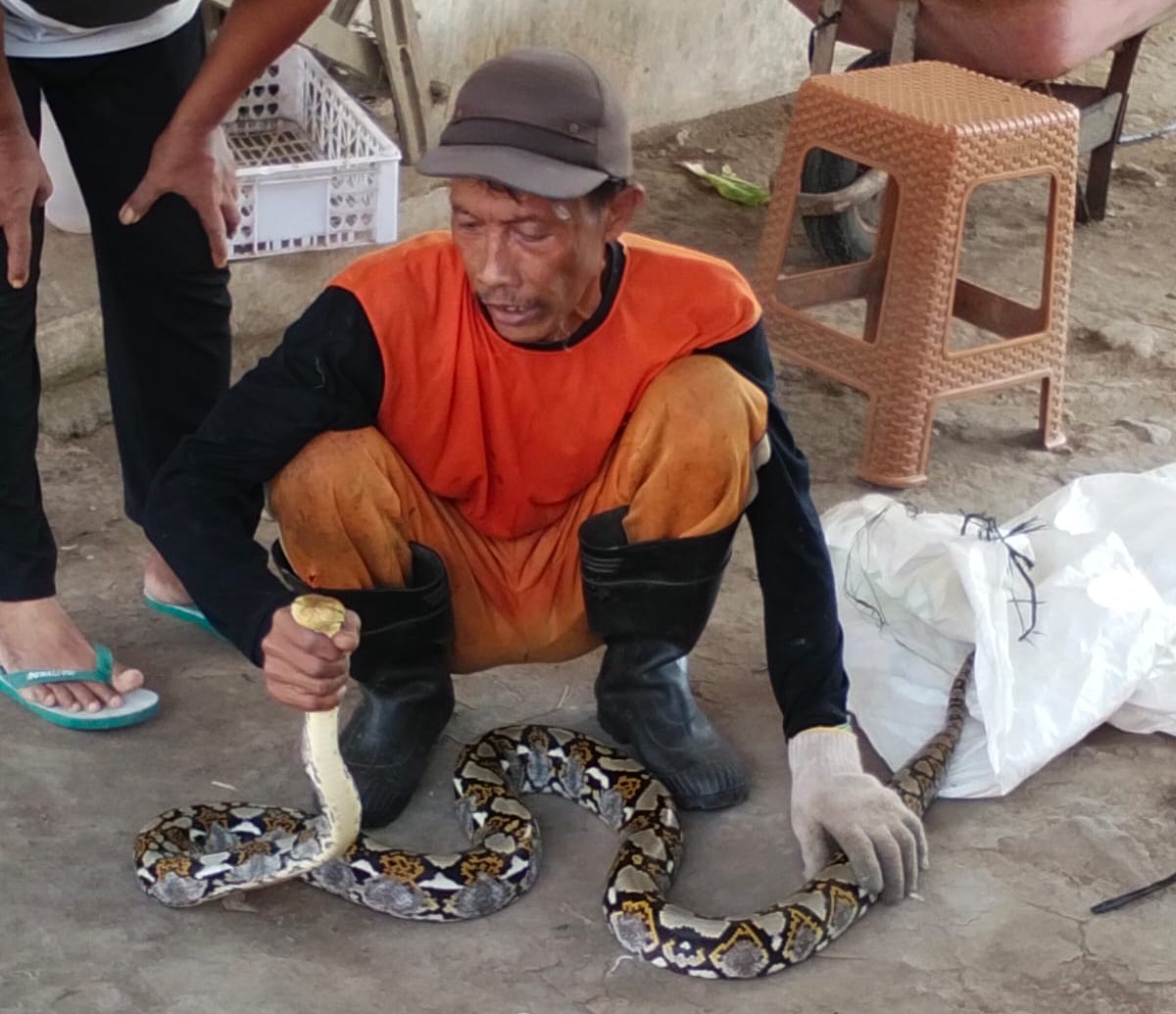 Pasca Kerja Bhakti, Warga Bangunsari Digegerkan Kemunculan Ular Piton di Bantaran Sungai