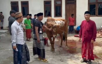 PDIP Sampang Salurkan Sapi Kurban ke MWC NU Tambelangan