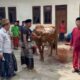 PDIP Sampang Salurkan Sapi Kurban ke MWC NU Tambelangan