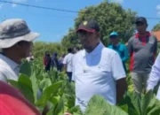 Musim Tanam Tembakau Dimulai, Bupati Fauzi Optimistis Petani Sumenep Raih Hasil Terbaik