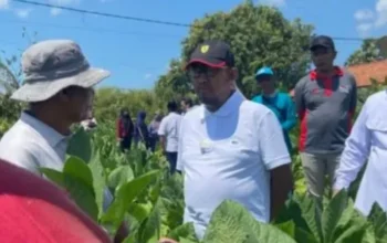 Musim Tanam Tembakau Dimulai, Bupati Fauzi Optimistis Petani Sumenep Raih Hasil Terbaik