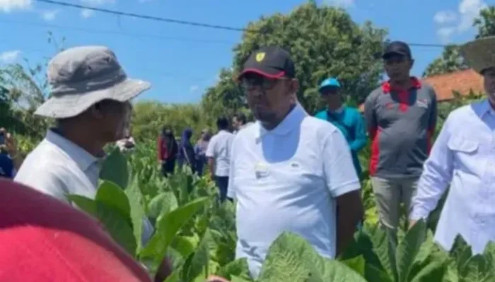Musim Tanam Tembakau Dimulai, Bupati Fauzi Optimistis Petani Sumenep Raih Hasil Terbaik