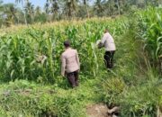 Polsek Pasrujambe Pantau Lahan Pertanian Jagung,Dukung Ketahanan Pangan