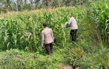 Polsek Pasrujambe Pantau Lahan Pertanian Jagung,Dukung Ketahanan Pangan