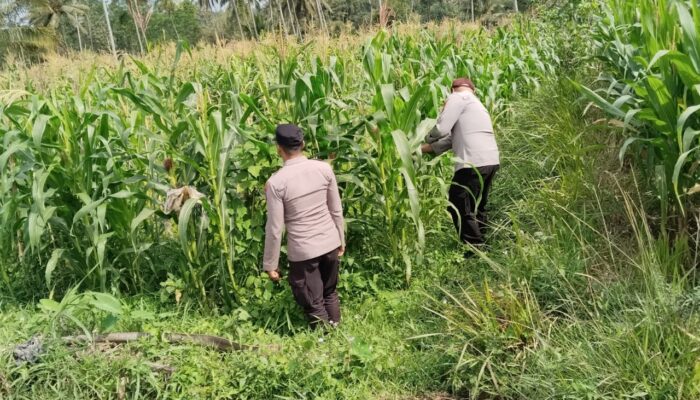 Polsek Pasrujambe Pantau Lahan Pertanian Jagung,Dukung Ketahanan Pangan