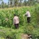 Polsek Pasrujambe Pantau Lahan Pertanian Jagung,Dukung Ketahanan Pangan