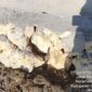FOTO: Pasangan batu tanpa mortar di sisi luar sebelah barat yang di kelolah P3A Plakaran Hijau Senin, (27/7). @by_News9.id
