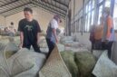 FOTO: Bos HM, hari ini mulai membuka gudang pembelian tembakau di Desa Daramista, @by_News9.id