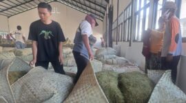 FOTO: Bos HM, hari ini mulai membuka gudang pembelian tembakau di Desa Daramista, @by_News9.id