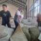 FOTO: Bos HM, hari ini mulai membuka gudang pembelian tembakau di Desa Daramista, @by_News9.id