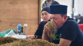 FOTO: H. Gufron, saat proses pembelian dengan pemeriksaan dan penilaian kualitas tembakau di gudang utama Haswal Group. @by_News9.id