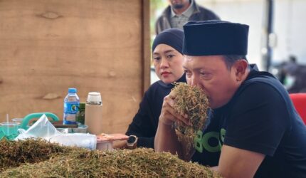 Siap Serap Hasil Panen Tembakau, Haswal Group Buka Pembelian Perdana