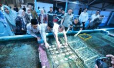 Dari Pesisir Banyuwangi ke Amerika dan Eropa, Koral Budidaya Menjadi Primadona Pasar Dunia