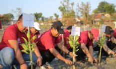 JMSI Sumenep Tanam 1.500 Mangrove di Kawasan Spot Pancing Pantai Matahari