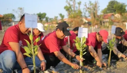 JMSI Sumenep Tanam 1.500 Mangrove di Kawasan Spot Pancing Pantai Matahari