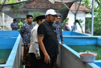 FOTO: Bupati Sumenep, Achmad Fauzi Wongsojudo, saat meninjau budi daya ikan lele dan peternakan ayam petelur milik kelompok masyarakat di Desa Bataal Timur, @by_News9.id