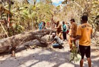 FOTO: Camat Arjasa, Subiyakto, bersama warga memindahkan pohon. @by_News9.id