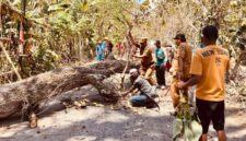 FOTO: Camat Arjasa, Subiyakto, bersama warga memindahkan pohon. @by_News9.id