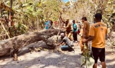 Camat Arjasa Respons Keluhan Warga: Pohon Rawan Tumbang Langsung Ditangani