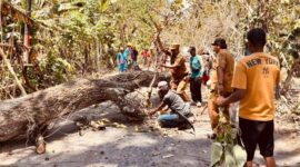 FOTO: Camat Arjasa, Subiyakto, bersama warga memindahkan pohon. @by_News9.id