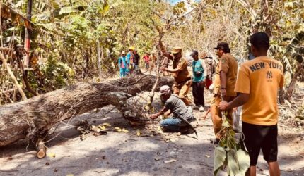 Camat Arjasa Respons Keluhan Warga: Pohon Rawan Tumbang Langsung Ditangani