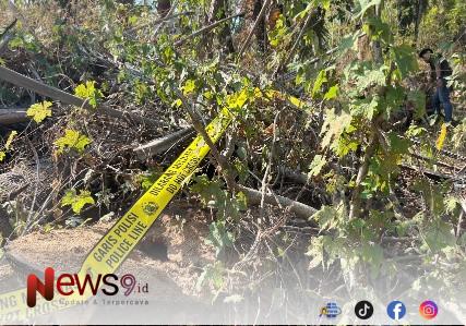 FOTO: Barang bukti fisik berupa bagian pohon produktif yang diduga ditebang tanpa izin. @by_News9.id