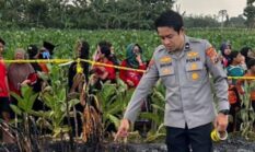 Pria 70 Tahun Tewas di Ladang Tebu Probolinggo, Polisi Selidiki Penyebabnya