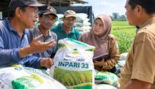 FOTO: (ilustrasi) Penyaluran bantuan benih padi varietas Inpari 33 kepada sejumlah kelompok tani (Poktan) di Kecamatan Ganding, @by_News9.id